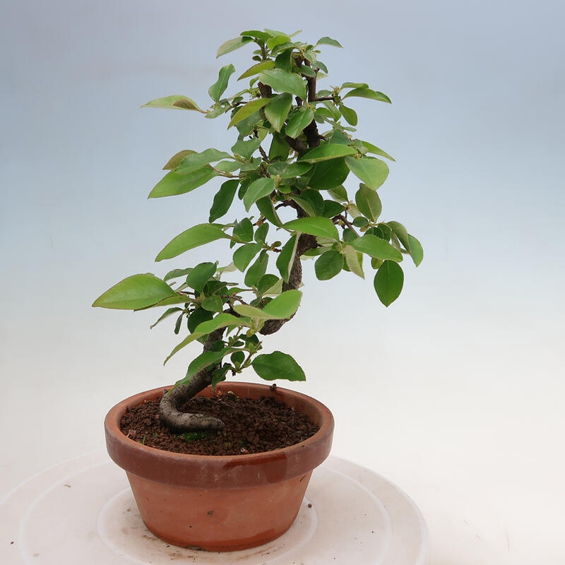 Kültéri bonsai - Pseudocydonia sinensis - kínai birs