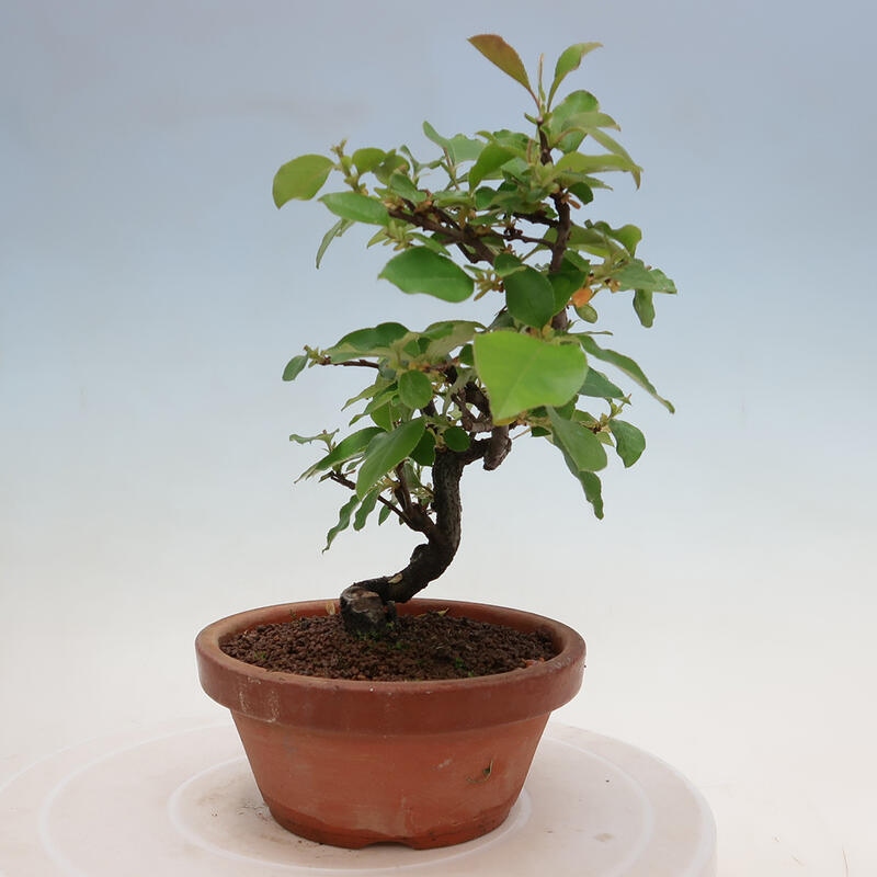 Kültéri bonsai - Pseudocydonia sinensis - kínai birs