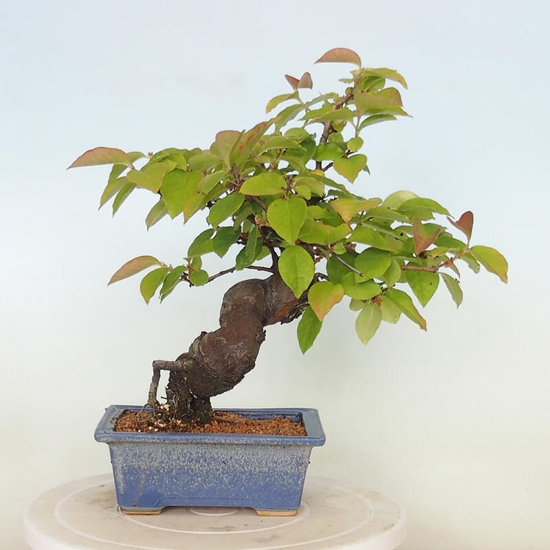 Kültéri bonsai - Pseudocydonia sinensis - kínai birs