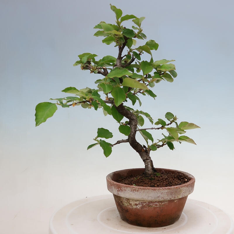 Kültéri bonsai - Pseudocydonia sinensis - kínai birs
