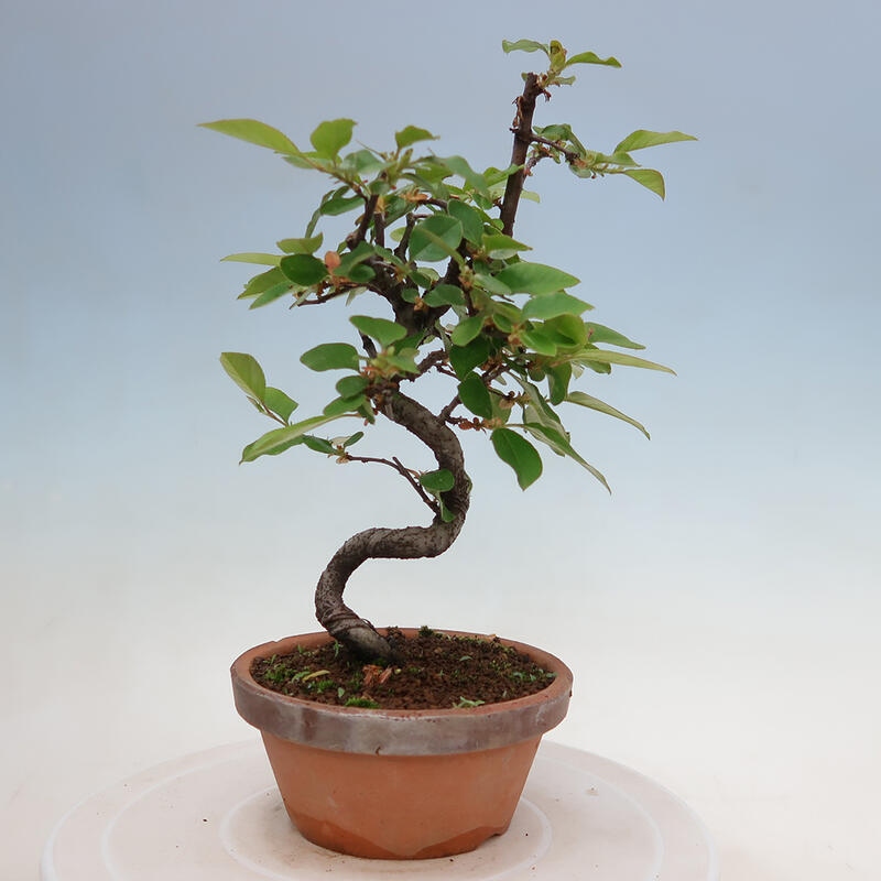 Kültéri bonsai - Pseudocydonia sinensis - kínai birs
