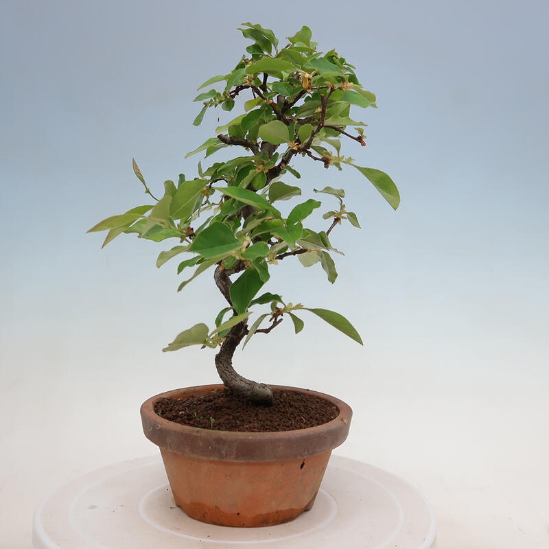 Kültéri bonsai - Pseudocydonia sinensis - kínai birs