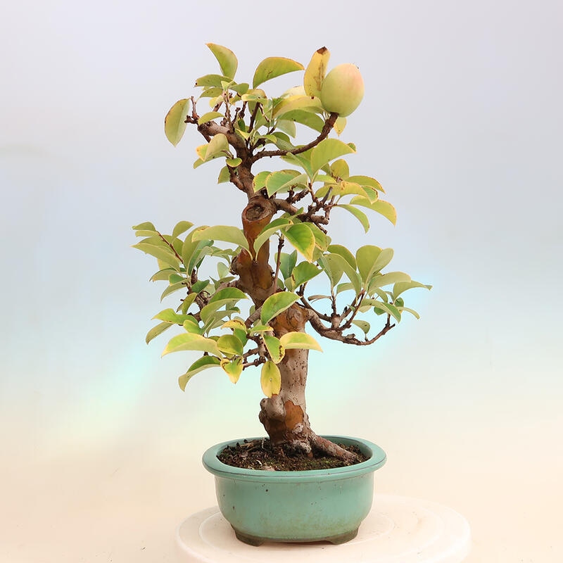 Kültéri bonsai - Pseudocydonia sinensis - kínai birs