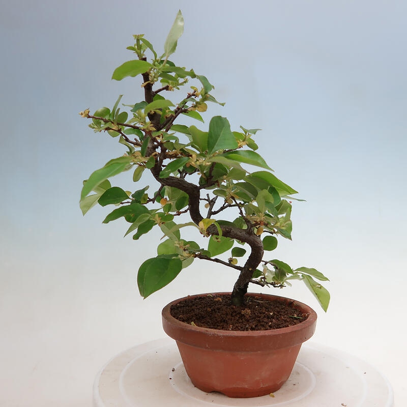 Kültéri bonsai - Pseudocydonia sinensis - kínai birs