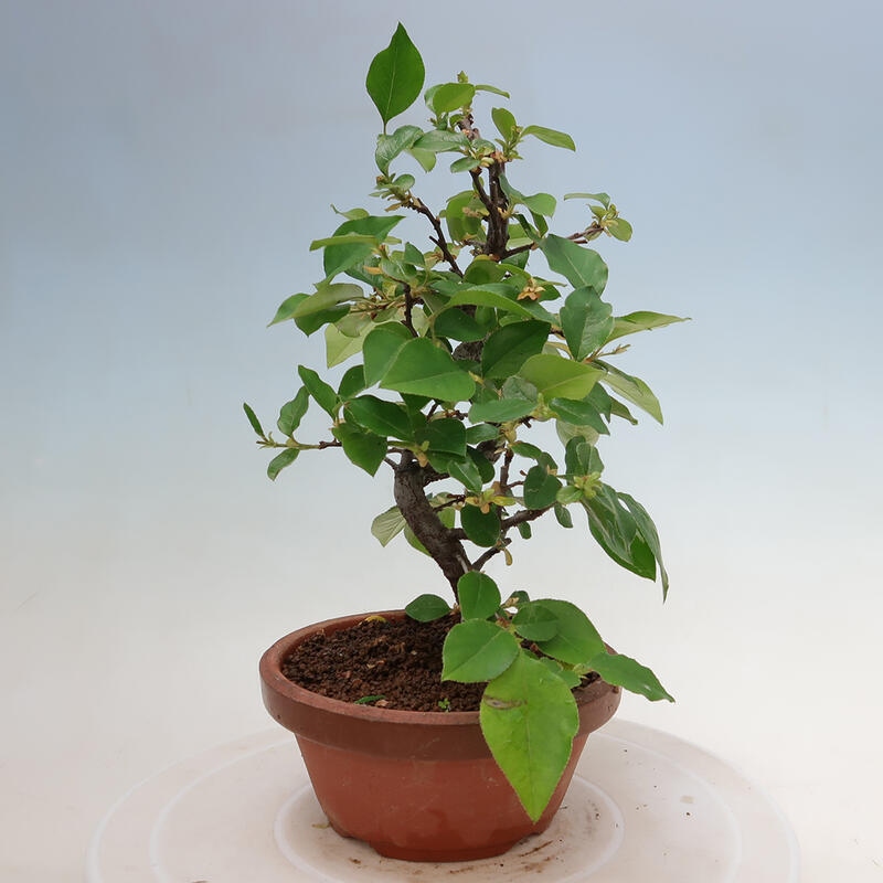 Kültéri bonsai - Pseudocydonia sinensis - kínai birs