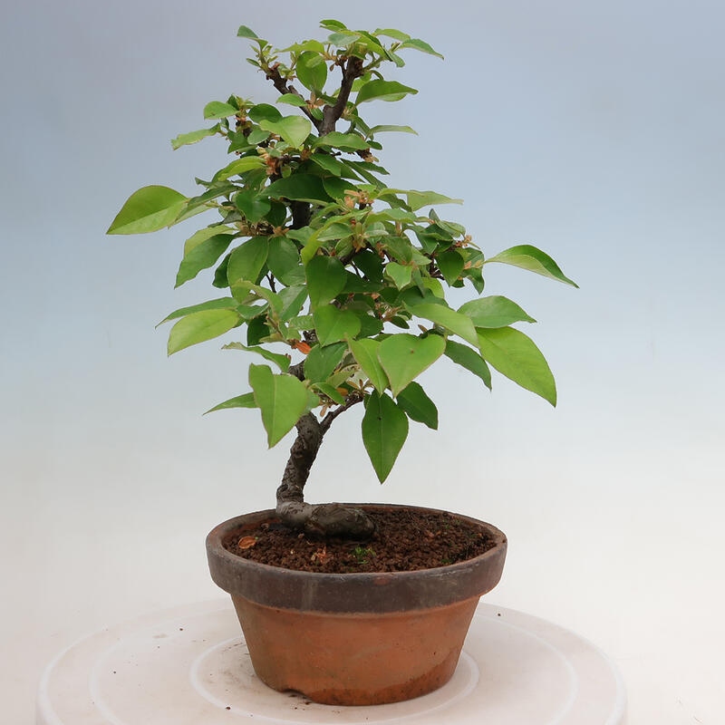Kültéri bonsai - Pseudocydonia sinensis - kínai birs