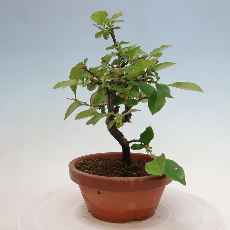 Kültéri bonsai - Pseudocydonia sinensis - kínai birs