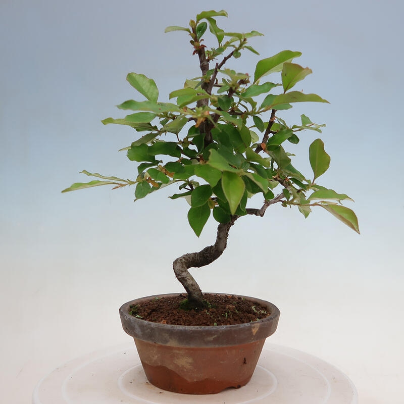 Kültéri bonsai - Pseudocydonia sinensis - kínai birs