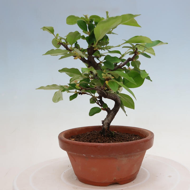 Kültéri bonsai - Pseudocydonia sinensis - kínai birs