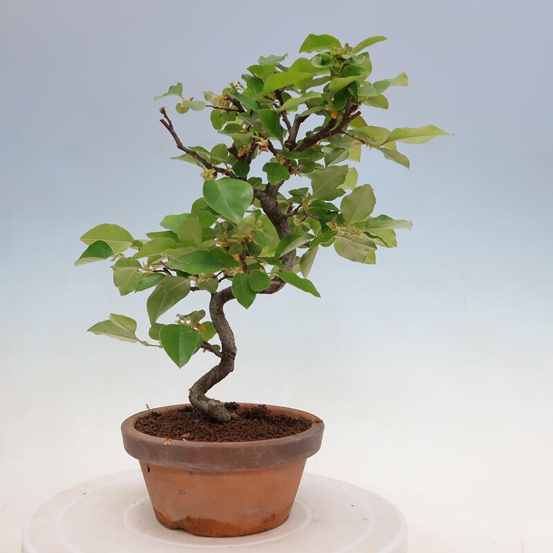 Kültéri bonsai - Pseudocydonia sinensis - kínai birs