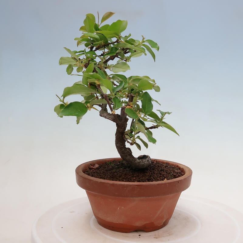 Kültéri bonsai - Pseudocydonia sinensis - kínai birs
