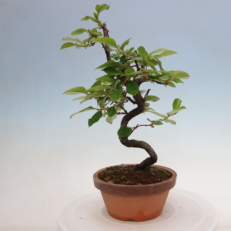Kültéri bonsai - Pseudocydonia sinensis - kínai birs