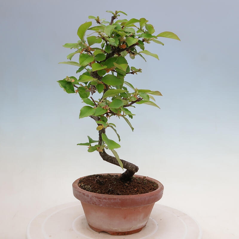 Kültéri bonsai - Pseudocydonia sinensis - kínai birs