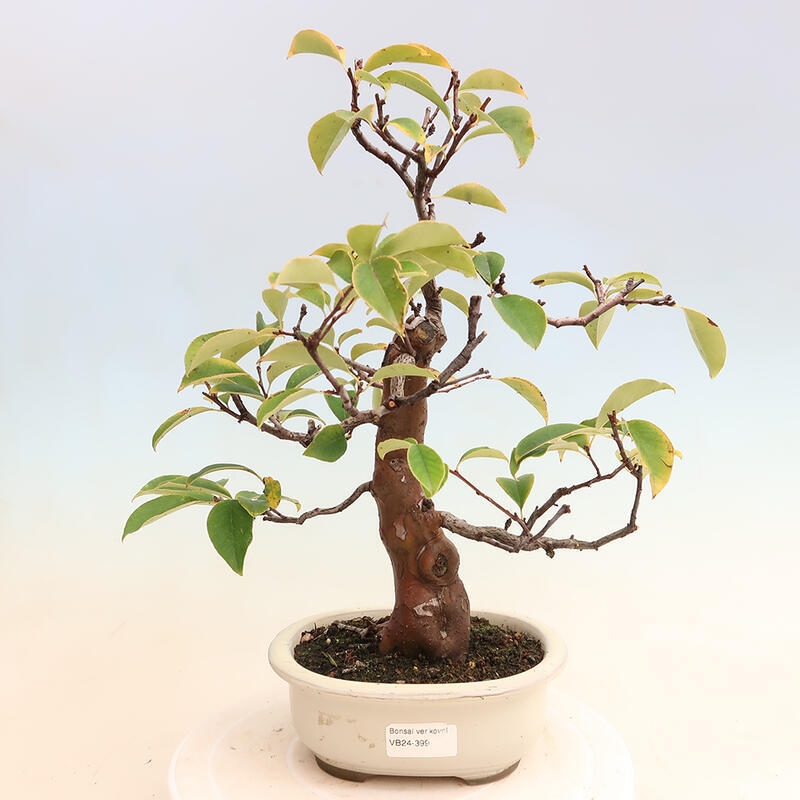 Kültéri bonsai - Pseudocydonia sinensis - kínai birs