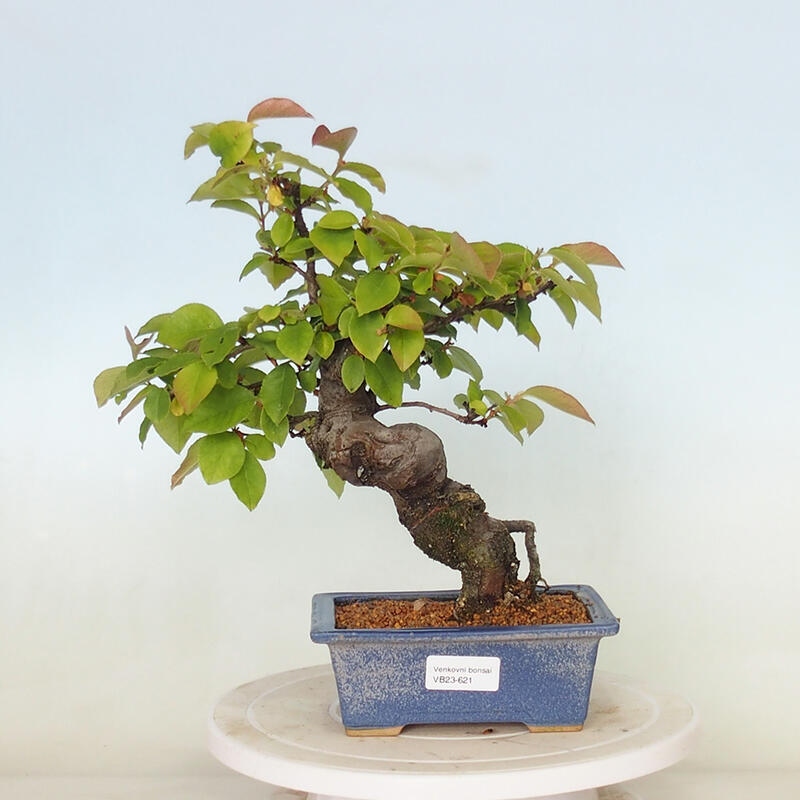 Kültéri bonsai - Pseudocydonia sinensis - kínai birs