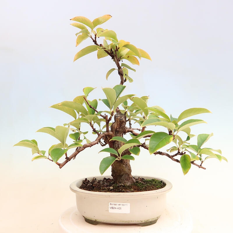 Kültéri bonsai - Pseudocydonia sinensis - kínai birs