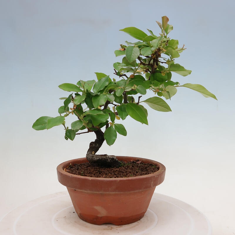 Kültéri bonsai - Pseudocydonia sinensis - kínai birs