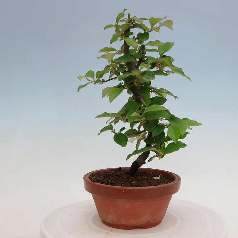 Kültéri bonsai - Pseudocydonia sinensis - kínai birs