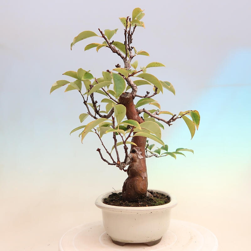 Kültéri bonsai - Pseudocydonia sinensis - kínai birs