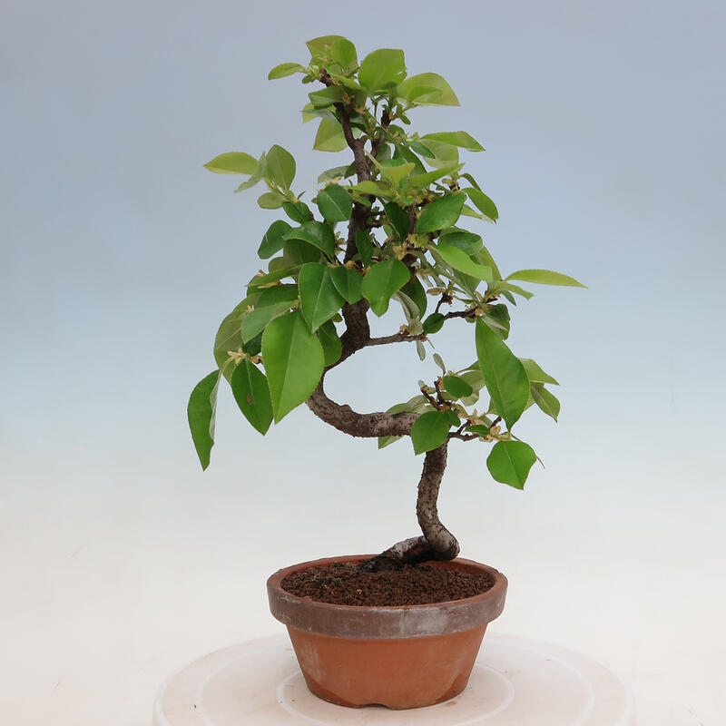 Kültéri bonsai - Pseudocydonia sinensis - kínai birs