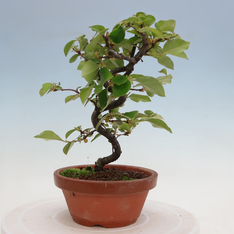 Kültéri bonsai - Pseudocydonia sinensis - kínai birs