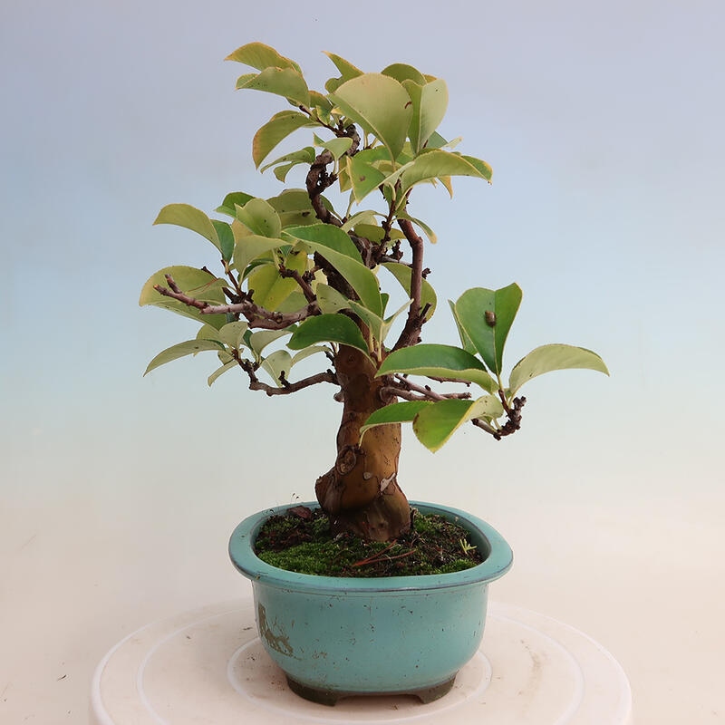 Kültéri bonsai - Pseudocydonia sinensis - kínai birs