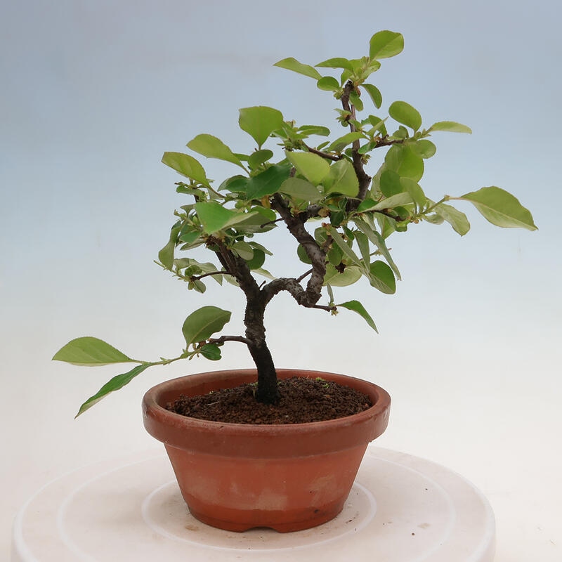 Kültéri bonsai - Pseudocydonia sinensis - kínai birs