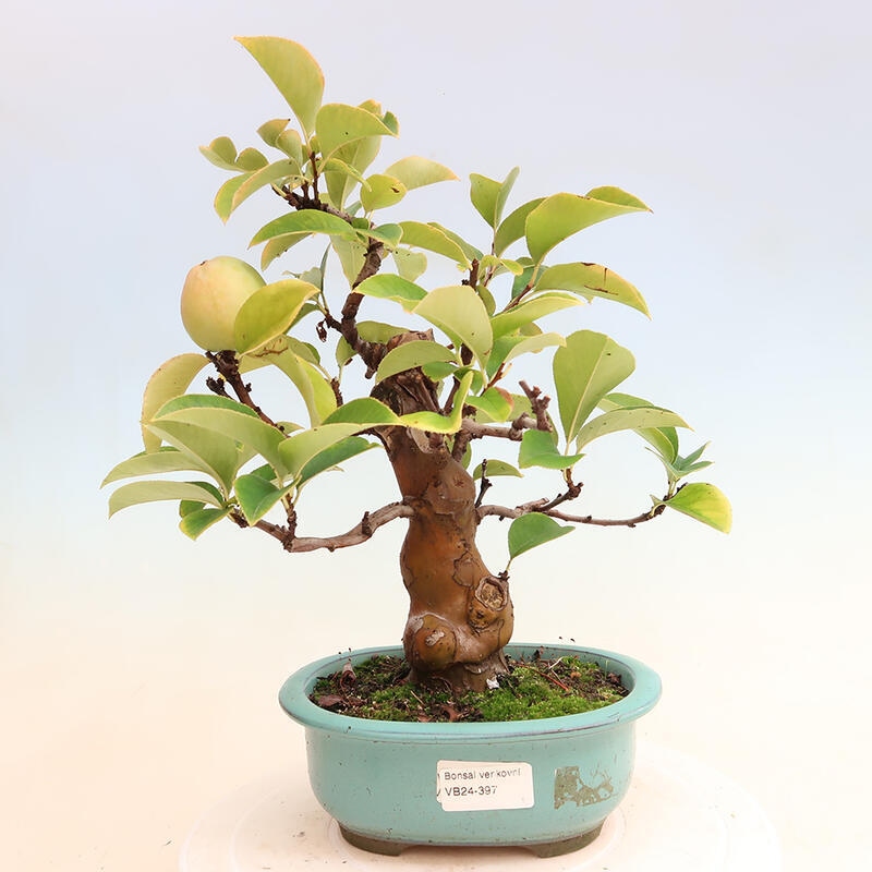 Kültéri bonsai - Pseudocydonia sinensis - kínai birs