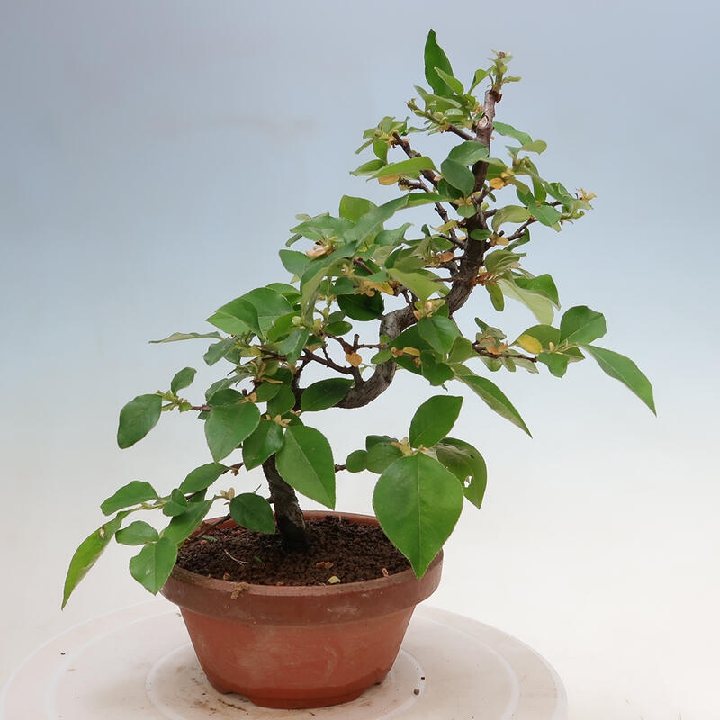 Kültéri bonsai - Pseudocydonia sinensis - kínai birs