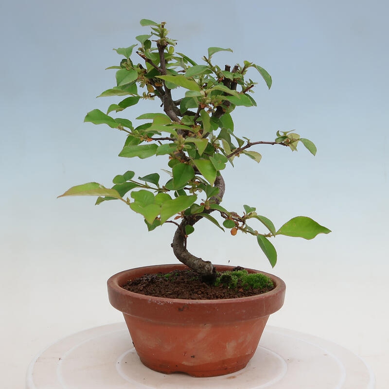 Kültéri bonsai - Pseudocydonia sinensis - kínai birs