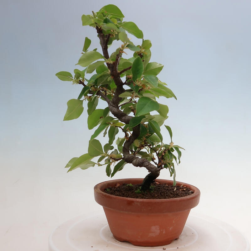 Kültéri bonsai - Pseudocydonia sinensis - kínai birs