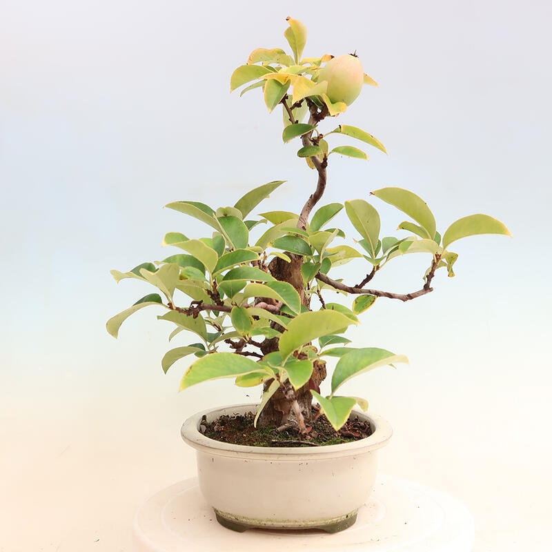 Kültéri bonsai - Pseudocydonia sinensis - kínai birs