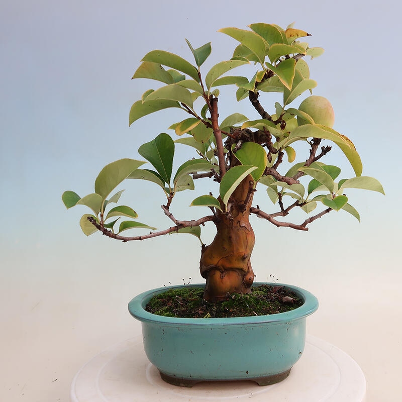 Kültéri bonsai - Pseudocydonia sinensis - kínai birs