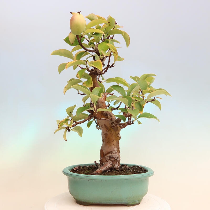 Kültéri bonsai - Pseudocydonia sinensis - kínai birs
