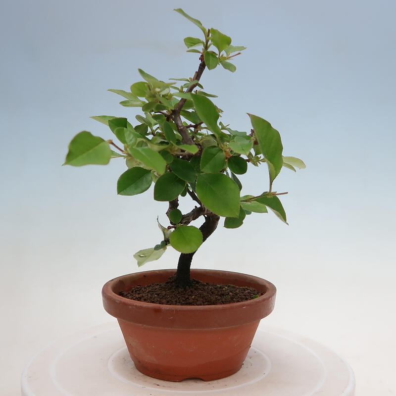Kültéri bonsai - Pseudocydonia sinensis - kínai birs