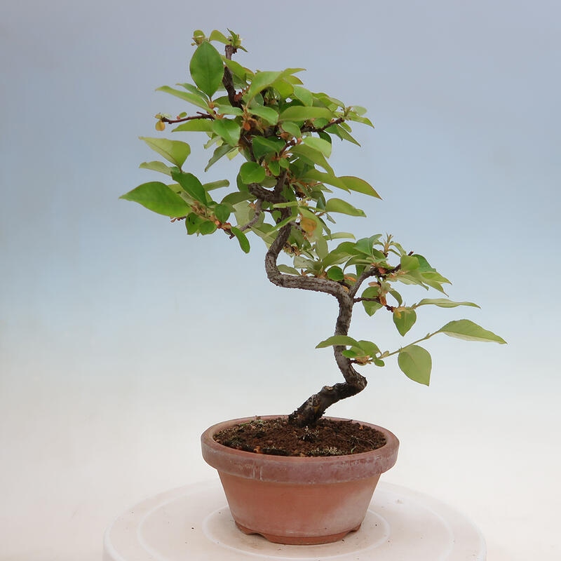 Kültéri bonsai - Pseudocydonia sinensis - kínai birs