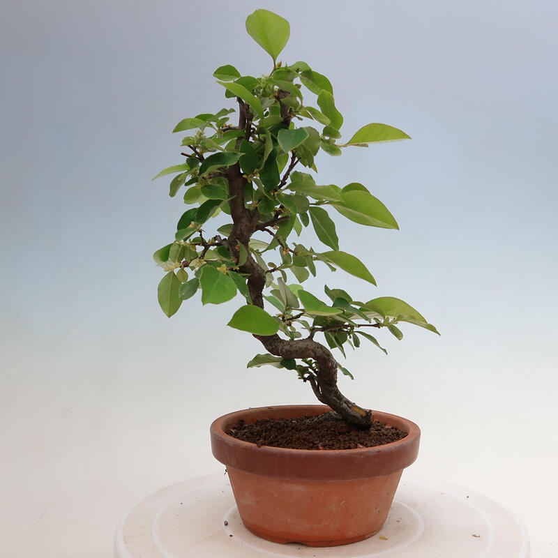 Kültéri bonsai - Pseudocydonia sinensis - kínai birs
