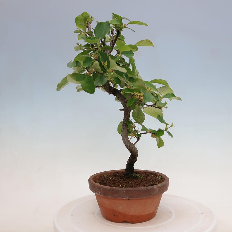 Kültéri bonsai - Pseudocydonia sinensis - kínai birs