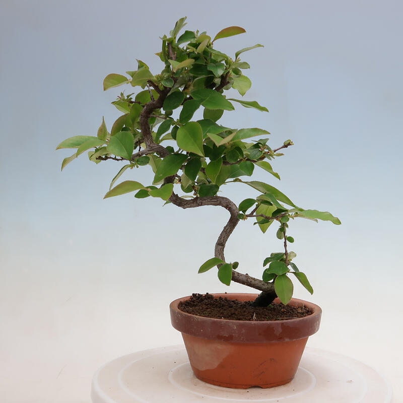 Kültéri bonsai - Pseudocydonia sinensis - kínai birs