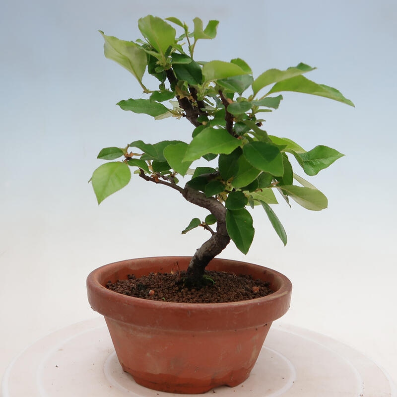 Kültéri bonsai - Pseudocydonia sinensis - kínai birs