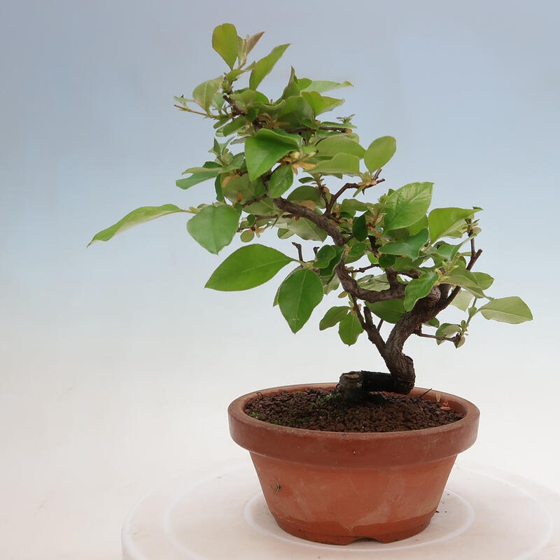Kültéri bonsai - Pseudocydonia sinensis - kínai birs