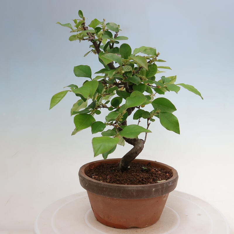 Kültéri bonsai - Pseudocydonia sinensis - kínai birs