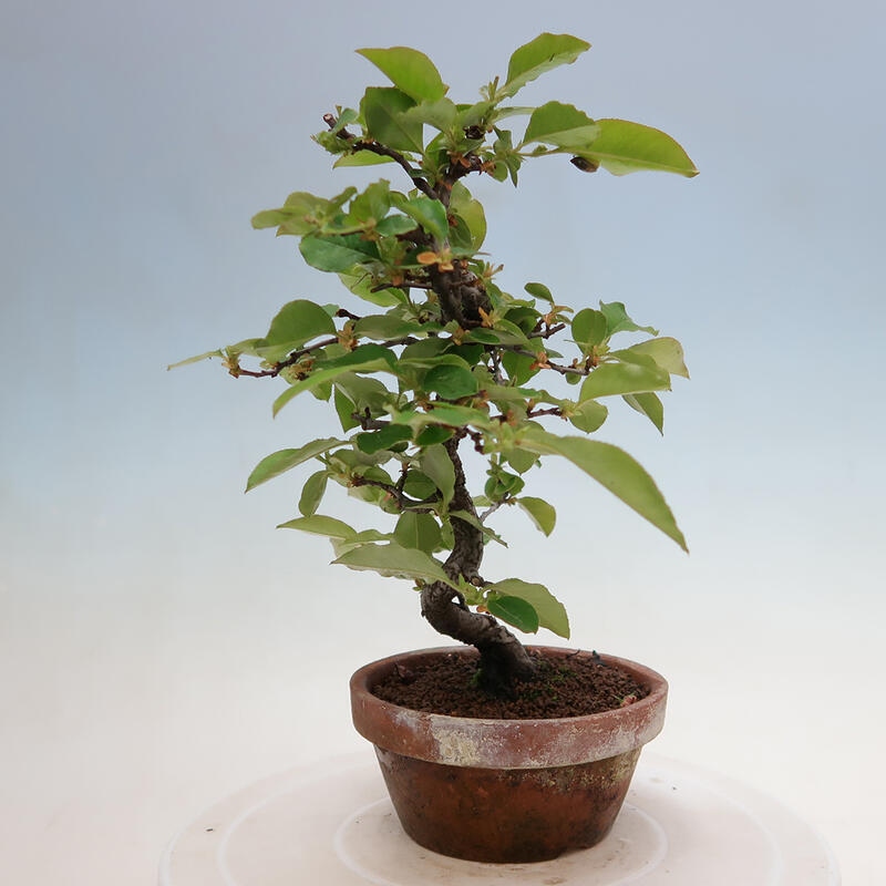 Kültéri bonsai - Pseudocydonia sinensis - kínai birs