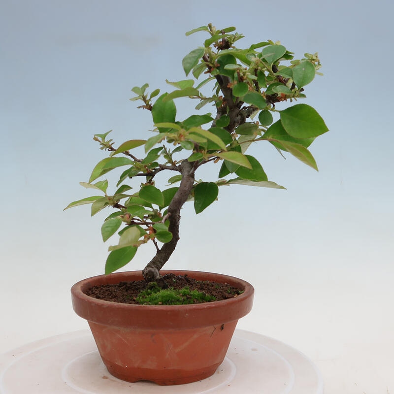 Kültéri bonsai - Pseudocydonia sinensis - kínai birs