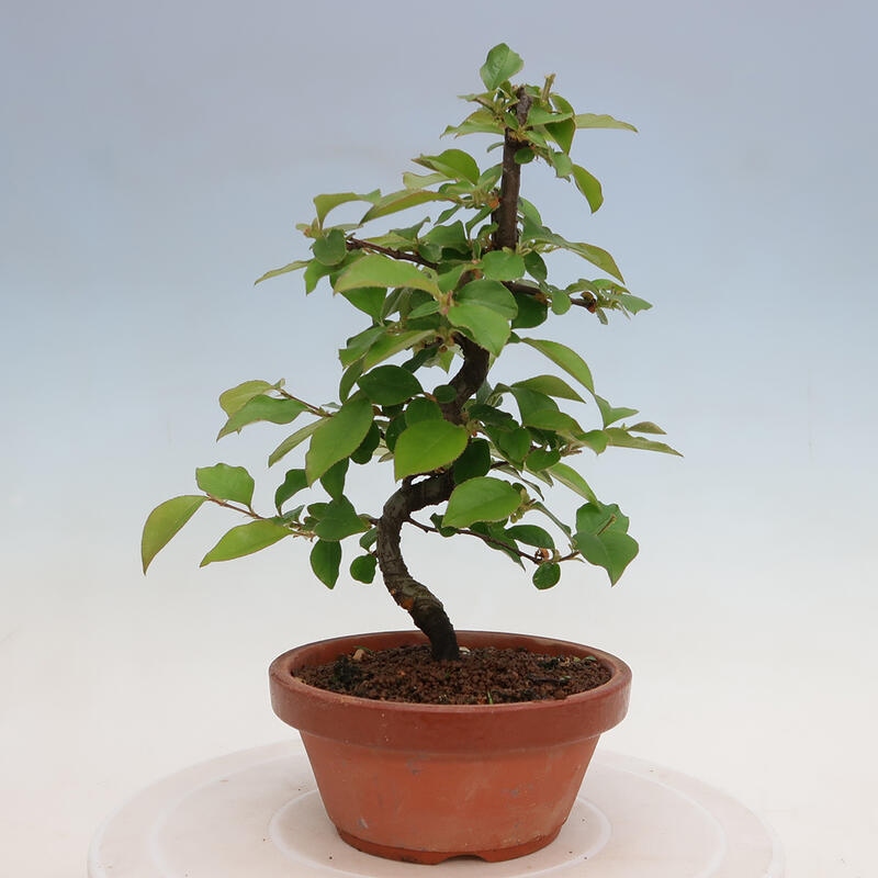 Kültéri bonsai - Pseudocydonia sinensis - kínai birs