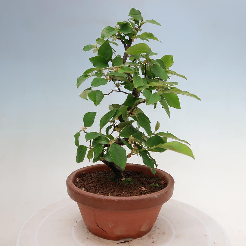 Kültéri bonsai - Pseudocydonia sinensis - kínai birs