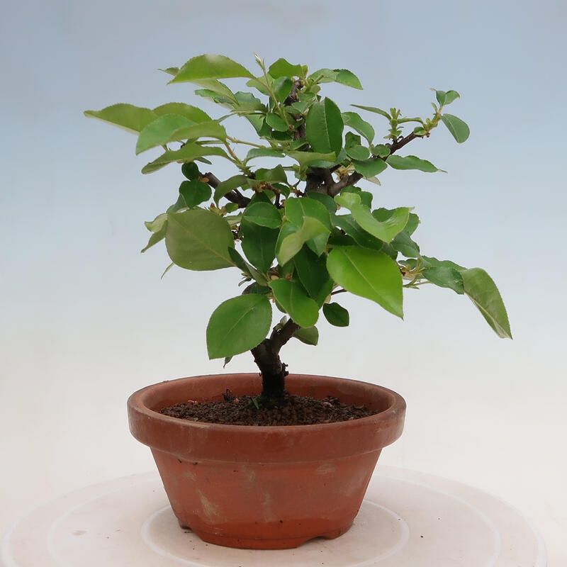 Kültéri bonsai - Pseudocydonia sinensis - kínai birs