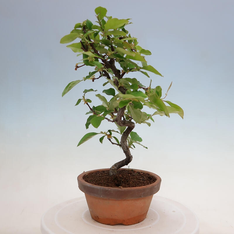 Kültéri bonsai - Pseudocydonia sinensis - kínai birs