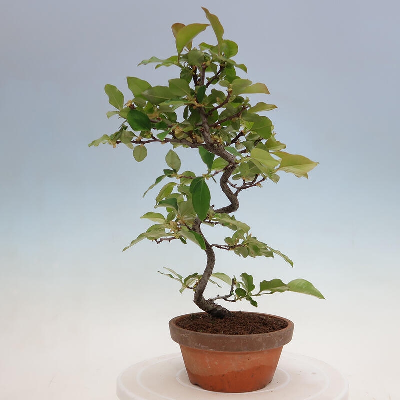 Kültéri bonsai - Pseudocydonia sinensis - kínai birs