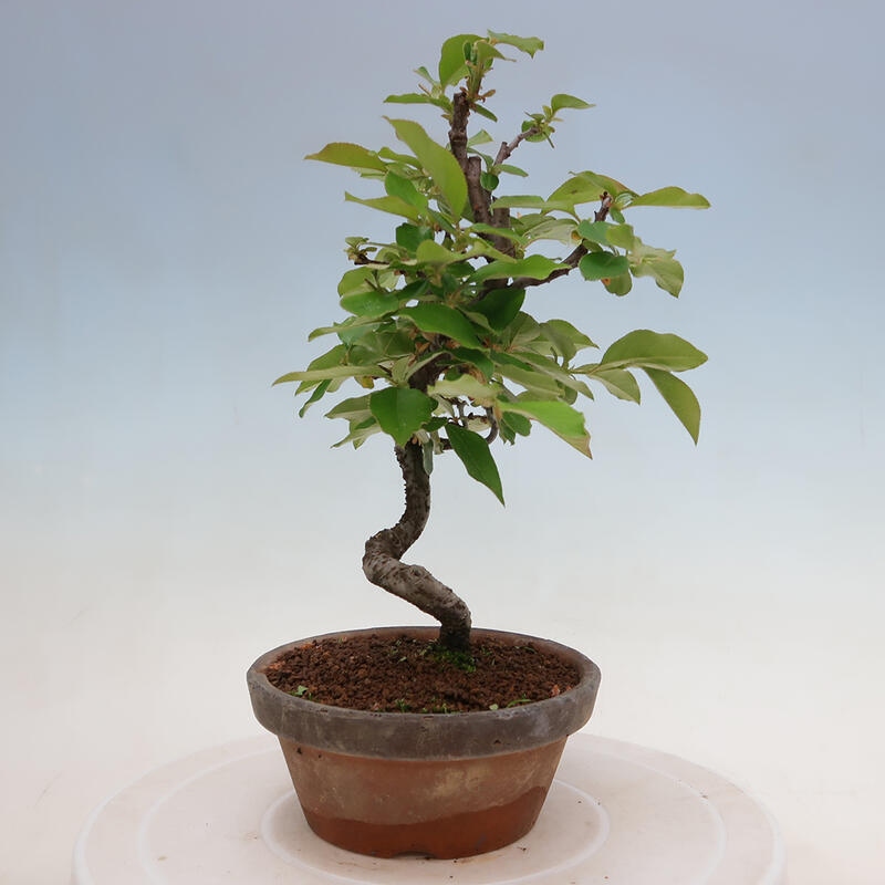 Kültéri bonsai - Pseudocydonia sinensis - kínai birs